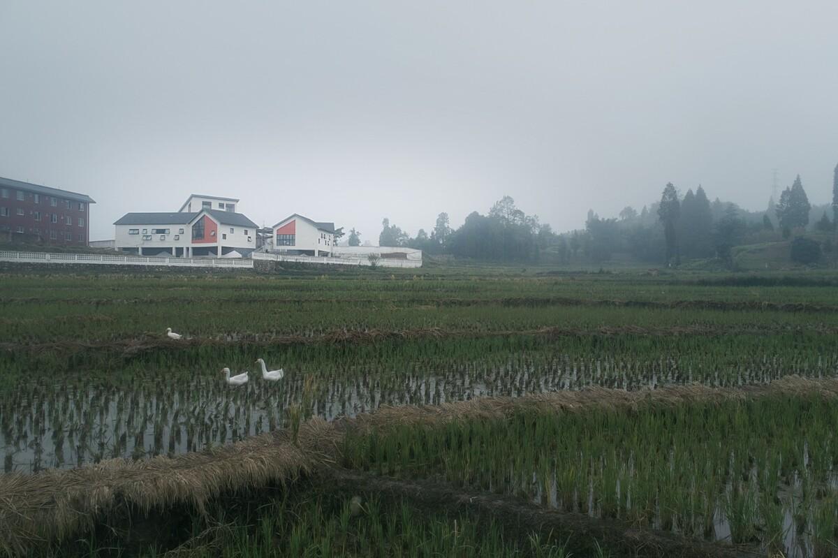 金沙集团1862cc成色